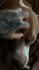 Tattooed person shares quiet moments with dog in Khimki