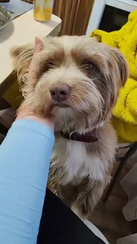 A person wearing a light blue sleeve pets a small, shaggy brown and white dog on the neck. The dog, with a red collar, looks up at the person and then turns its head away as it is being petted. A yellow blanket is visible in the background, along with a table and a drink can.