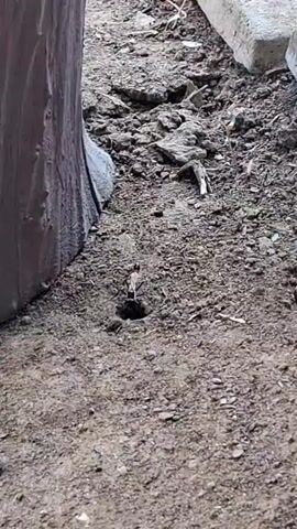The video captures a close-up view of an ant colony entrance in dry, brown soil. The ant, with visible antennae and legs, emerges from the hole and briefly stands before retreating back into its burrow. The surrounding environment is barren, with loose dirt, small rocks, and fragments of dried organic matter. To the left, a portion of a large, textured, brown object, possibly a tree trunk or a decorative post, is visible. The lighting is natural, suggesting an outdoor setting.