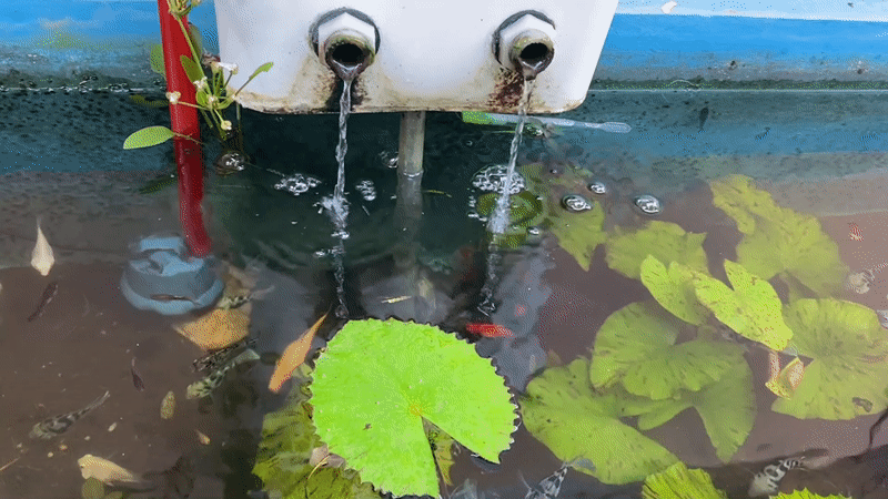 Lily pad pond with fish and coffee, Lambaro Kueh