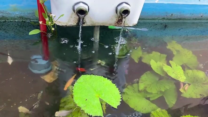 Lily pad pond with fish and coffee, Lambaro Kueh