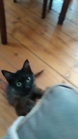 A fluffy black kitten with green eyes plays on a wooden floor. The kitten is in the foreground, with its paws extended towards a soft, gray object. The kitten's tail is curled up. The background shows the legs of wooden furniture. The video is taken from a low angle, close to the floor.