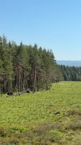A vertical video pans across a vast, open landscape under a clear blue sky. The foreground is dominated by rough, low-lying vegetation with hints of green and brown. As the camera moves right, a dense line of tall, straight pine trees forms a sharp contrast along the left side of the frame, their trunks thin and numerous. Beyond the trees, a wide, gently sloping field of vibrant green grass stretches out, dotted with sparse, low bushes. In the distance, a dark, undulating line of trees creates a further horizon, behind which faint, hazy blue mountains are visible. The camera continues to pan, revealing more of the grassy field and scattered clumps of low, scrubby trees. A few scattered white clouds drift lazily in the upper portion of the sky. The scene appears to be a natural, undeveloped wilderness, possibly a moor or a heath bordering a forest.