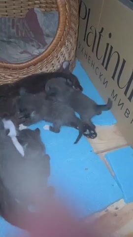 A black cat is lying down, with several kittens clustered around it. The kittens appear to be nursing. The cat and kittens are on a blue mat, which is on a wooden surface. There is a wicker basket behind the cat and kittens. A cardboard box with text is visible on the right side of the frame. The lighting is dim.