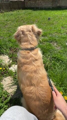 The video shows a person brushing a golden retriever dog in a grassy backyard. The dog is sitting patiently, its back to the camera. The person is wearing grey sweatpants and holds a black and yellow brush. The backyard is green with some weeds and a few yellow dandelions. In the background, there is a wooden fence and a brick building under a blue sky with clouds. The sun is shining.