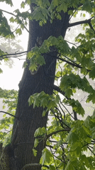 Squirrel climbs tree in foggy Newburgh neighborhood