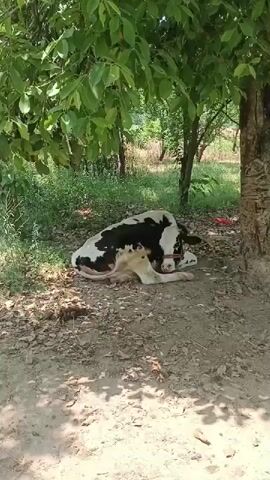 The video shows a black and white cow lying down in the shade of a tree. The cow is on a dirt patch covered with fallen leaves and twigs. Some green foliage and other trees are visible in the background, suggesting an outdoor environment. The cow has a red halter around its head. The video is taken from a static position.