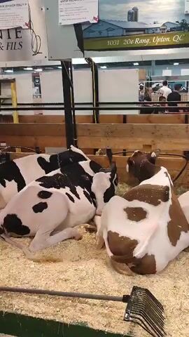 The video captures a moment at what appears to be an agricultural exhibition or fair. In the foreground, several young cows, likely calves, are resting on a bed of wood shavings inside a wooden pen. Two of the calves are predominantly white with black patches, while another is brown and white. One black and white calf is lying down on its side, facing left, with its hindquarters visible. Another black and white calf is lying in the center, facing away from the camera. A brown and white calf is lying down on the right, facing away from the camera. Behind the calves, a wooden fence separates them from the background. In the background, there are people milling about, some standing and observing. There are also signs and structures visible, suggesting an indoor event space. A rake is lying on the ground in the lower right corner of the frame. The lighting suggests an indoor environment with artificial lights.