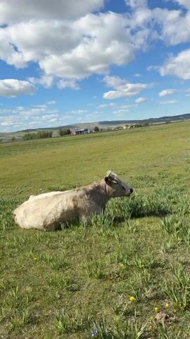 The video shows a single cow lying down in a grassy field. The cow has a light gray and white coat with small horns. The field is green, with patches of yellow wildflowers scattered throughout. In the background, there's a clear blue sky filled with puffy white clouds. Distant hills and a building are visible on the horizon. The camera is static, providing a stationary view of the scene.