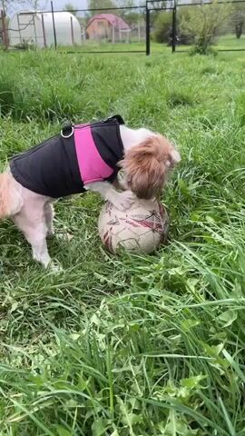 A small white and brown dog, wearing a black and pink harness, stands on a soccer ball in a grassy yard. The dog tries to balance on the ball, moving its feet and sniffing at the ball. In the background, there's a metal fence, a greenhouse, a house, and trees. The grass is long and green. The soccer ball is white with red markings and appears used. The dog seems playful and curious.  Lawnmower noises are audible in the background.