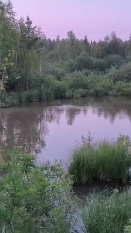 The video shows a tranquil body of water surrounded by lush green trees and vegetation. The sky above is a soft pink, indicating either sunrise or sunset. The water is calm, with gentle ripples disturbing its surface. A faint mist hovers over the water, adding to the serene atmosphere. The shoreline is dense with various plants, including tall grasses and bushes. The trees in the background are a mix of deciduous and coniferous species, creating a layered effect. The overall scene evokes a sense of peace and natural beauty.