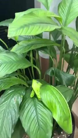 The video shows a vibrant green peace lily plant, its leaves lush and healthy. A single, nascent flower bud is visible, adding to the plant's allure. The plant sits in a brown pot.  A person stands slightly out of focus in the background, wearing an off-white garment. The setting seems to be indoors.