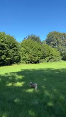 The video shows a sunny day with a clear blue sky above a green meadow. A small, fluffy dog is standing in the grass in the foreground. Trees line the edges of the meadow. The camera pans slightly to the right, revealing more of the meadow and the line of trees in the distance.