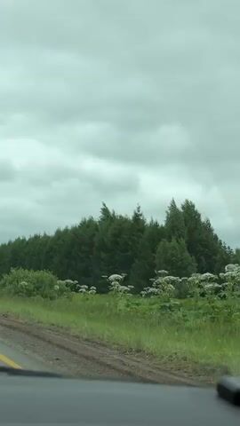The video shows a view from inside a vehicle traveling on a paved road with a yellow line on the left side. On the right side of the road, there is a grassy shoulder followed by a dense line of evergreen trees. In the foreground, on the right side of the road, there are some white flowers interspersed with green foliage. The sky is overcast with gray clouds. Another vehicle, a white SUV, is visible ahead on the road, also traveling in the same direction. The scene appears to be a rural landscape.