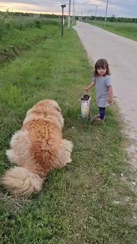A young child in a gray t-shirt and dark pants stands on a dirt road next to a large, fluffy brown dog lying on the grass. The child is reaching towards a cardboard container. The dog is facing away from the camera. The background shows a field and a row of utility poles along the road, with a cloudy sky overhead.