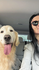 Woman takes golden retriever for grooming appointment in Tbilisi