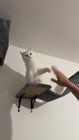 A white cat with light pink ears and nose sits on a gray, carpeted wall-mounted shelf. The cat is facing slightly to the right, with its left front paw raised. Its eyes are partially closed, giving it a somewhat contemplative or dismissive expression. A human hand briefly enters the frame from the right side, moving towards the cat as if to pet or interact with it. The cat then shifts its gaze slightly away from the hand, which subsequently exits the frame. Another section of the gray cat furniture, possibly a hammock-style bridge or another shelf, is visible extending to the right from the cat's current perch. The background consists of a plain white wall and a white ceiling. The lighting suggests an indoor setting.