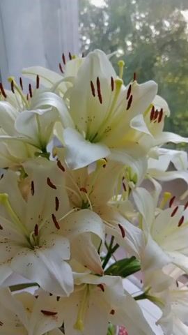 A close-up video shows a bouquet of white lilies. The flowers have large, delicate petals with dark red stamen tipped with yellow pollen. The background is softly blurred, showing what appears to be a window with daylight and some greenery outside. The camera slowly zooms in on the center of the flowers.