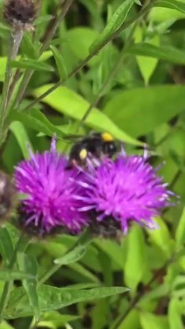 A close-up shot of a bumblebee on a purple thistle flower. The bumblebee is black and yellow and is covered in pollen. The flower is in bloom with many delicate petals. The background is blurred green foliage.