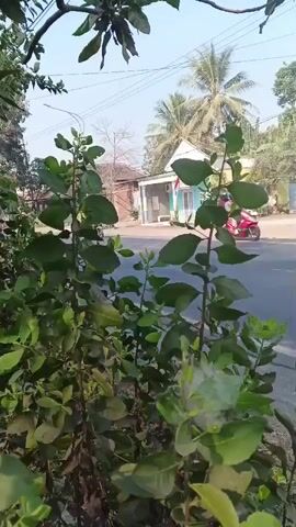 The video opens with a close-up shot of green foliage in the foreground, obscuring much of the background. As the video progresses, the foliage moves slightly, revealing a street scene behind it. A person on a motorcycle is seen riding on the street. Further in the background, there is a light-colored building with a red and white flag on it, and palm trees. The camera then pans slightly to the right, showing another building and more vegetation. Finally, a light-colored truck, appearing to be carrying a load of what looks like sugarcane, drives past on the street. The sky is clear and bright, suggesting it is daytime.