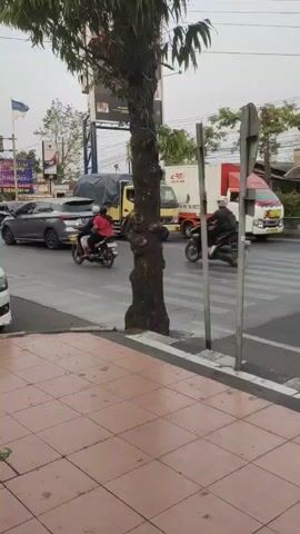 The video shows a street scene with a tree growing through a crosswalk. Several vehicles, including motorcycles and trucks, are visible on the road. People are riding motorcycles. The sky is overcast. The foreground shows a tiled sidewalk.