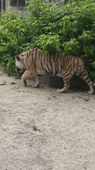 Tiger observed in zoo habitat during afternoon hours