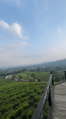 Tortoiseshell cat on a deck above Warnasari's tea fields