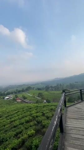 The video shows a panoramic view of a vast tea plantation under a clear blue sky with scattered white clouds. In the foreground, a wooden deck with a black railing is visible on the right side. The tea bushes stretch out in neat rows, covering rolling hills and creating a lush green landscape. Several buildings, possibly farmhouses or processing facilities, are scattered throughout the plantation, some with red roofs. A road winds its way through the greenery, connecting different parts of the estate. In the distance, more hills and mountains are faintly visible, shrouded in a light haze. The overall impression is one of tranquility and natural beauty.