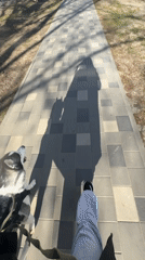 Person walks husky on tiled sidewalk early morning