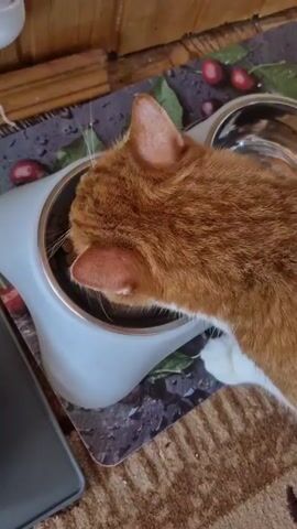 An orange and white cat is shown from above, eating from a white and silver food bowl. The bowl is on a placemat with a cherry design. The cat's head is inside the bowl. A wooden surface and a dark gray object, possibly a laptop, are visible in the background.