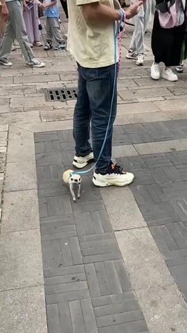A person wearing blue jeans and white sneakers is walking a small, tan animal on a leash. The animal appears to be a ferret or a similar small mammal, wearing a blue harness. The ground is paved with dark rectangular bricks. In the background, other people are visible walking in the same direction. The scene takes place outdoors on a sidewalk.