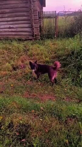 The video shows a medium-sized dark-colored dog standing in a grassy area next to a wooden structure. The dog is facing the camera, with its tail curled upwards. The background includes a wooden fence and green foliage. The lighting suggests it is either dawn or dusk, with a pinkish hue in the sky. The camera then pans down to show a pair of white shoes, indicating the perspective of the person recording the video. The dog then turns and walks away from the camera into the grass.