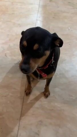 The video shows a close-up, high-angle shot of a small black and tan dog standing on a tiled floor. The dog is wearing a red collar and is looking down and to the left of the frame. The lighting is warm, and the floor appears to be made of large, beige tiles with a marble-like pattern. Shadows of the dog are visible on the floor. The dog's ears are perked, and its mouth is slightly open, with its tongue visible. The overall impression is that the dog is expectant, possibly waiting for food.