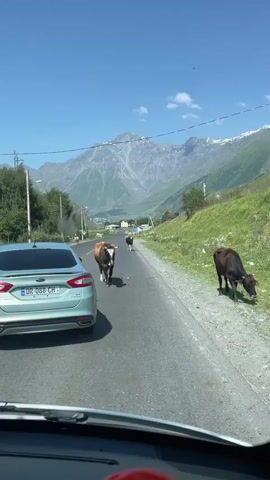 The video shows a view from inside a vehicle traveling on an asphalt road. In front of the vehicle, there are several cows. One cow, predominantly brown with white markings on its face and legs, is walking towards the camera, in the middle of the road. Further ahead, another cow, black and white, is also walking on the road. To the right of the road, a dark brown cow is grazing. A light-colored car is visible to the left of the road, parked or moving slowly. The road winds through a mountainous landscape with green, grassy hillsides and snow-capped peaks in the distance under a clear blue sky. There are some power lines and poles along the left side of the road. A small village or settlement appears to be nestled in the valley ahead. The overall scene depicts a rural mountain road with livestock present.