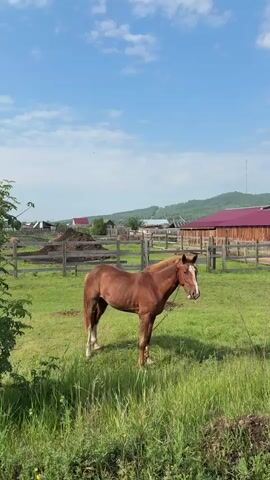 A brown horse stands in a grassy enclosure with a wooden fence in the background. The horse has a white marking on its face and a chain around its neck. The enclosure appears to be part of a farm or rural village, with some buildings visible in the distance. The sky is blue with some clouds.