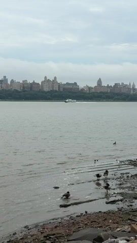 The video shows a calm body of water with a city skyline in the distance. In the foreground, several ducks are visible on the shore. A white boat is moving across the water. The sky is overcast. The shoreline is rocky and somewhat cluttered with debris. The overall atmosphere is serene.