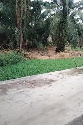 The video begins by showing a close-up of green plants next to a concrete path. It then pans to the left, revealing palm trees and some vegetation. Further along the path, a building with a red roof and a sign reading "AJOMANG RUMAH MAKAN MASAKAN PADANG PARIAMAN" is visible. Parked in front of the building are several motorcycles and a car covered with a tarp. The video continues to pan left, showcasing the front of the restaurant and more parked motorcycles.