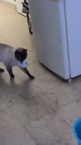 Here is a detailed description of the video:

The video shows a Siamese cat with dark brown extremities, walking on a tan tile floor with a crumpled piece of white paper in its mouth. To the right of the cat is a white refrigerator. The cat stops for a moment, puts the paper down, and then resumes its original direction, walking directly behind the refrigerator.