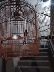 Home afternoon in Tangerang: food, drinks, and caged birds