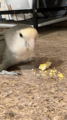Lovebird snacking on yellow food pieces on a kitchen floor