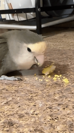 Lovebird snacking on yellow food pieces on a kitchen floor