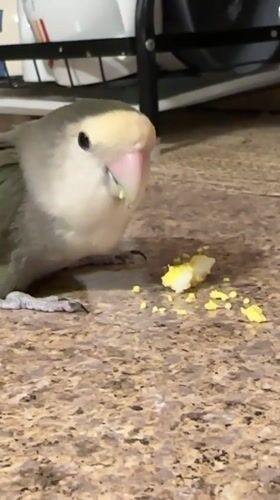 Lovebird snacking on yellow food pieces on a kitchen floor