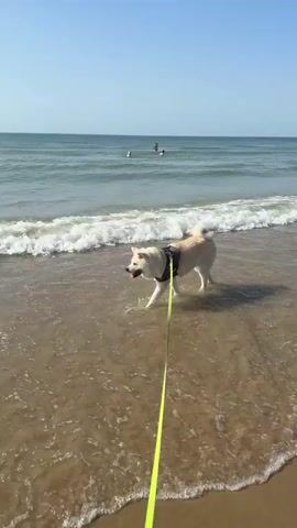 The media file shows a medium shot of a cream-colored dog on a beach. The dog is wearing a dark harness and is attached to a bright yellow leash. The dog is walking in shallow water, with gentle waves breaking around its legs. The dog's tongue is hanging out, and it appears to be panting, suggesting it may be warm or enjoying the water.

In the background, the ocean stretches out to the horizon under a clear blue sky. There are a few people in the water further out, appearing to be swimming or wading. The beach itself is sandy, with the water being a light brown color, indicating the presence of sand stirred up by the waves. The sun is high in the sky, suggesting it is daytime, likely midday or early afternoon.

The scene is peaceful and appears to capture a moment of enjoyment for the dog at the beach. The overall mood is relaxed and summery. There is some faint text visible on the dog's harness, but it is not clearly legible. The location cues, such as the gentle waves, sandy beach, and open ocean, are consistent with a coastal environment. The presence of people enjoying the water further reinforces the idea of a pleasant day at the beach.