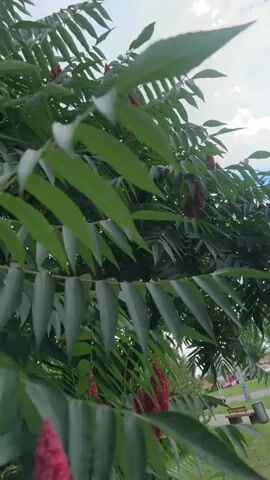 The video shows a close-up view of a tree with green leaves and red, cone-shaped flowers. The camera is moving slowly upwards, focusing on the foliage and flowers. The leaves are long and slender, and the flowers are clustered together. In the background, some hints of buildings and a park bench are visible. The sky appears overcast.