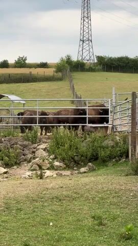 The video shows a herd of bison in a fenced enclosure. The enclosure is made of metal bars and wire fencing, and it contains some rocks and green vegetation. In the background, there is a power line tower and a field of crops. The sky is cloudy. Some of the bison are standing, while others are grazing. One bison is visible from the side, showing its thick brown fur and large horns.