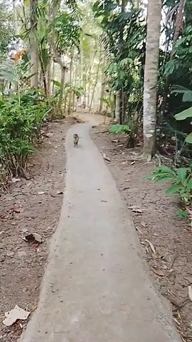 A short, gray, tabby cat walks away from the camera on a paved path in a tropical environment. The path is surrounded by lush green foliage and tall trees. Sunlight filters through the leaves, creating dappled shadows on the ground. The cat appears to be walking at a normal pace, and there are no other animals or people visible in the frame.