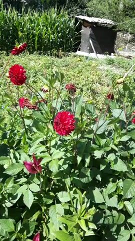 A slightly shaky, handheld, medium shot video shows a garden with a variety of flowers and foliage. In the foreground, several vibrant red dahlia flowers are in bloom, some fully open and others in bud. There are also some deep red lily-like flowers with pointed petals. Lush green leaves and stems fill the lower half of the frame. In the background, a tall cornfield is visible to the left, its green stalks reaching upwards. To the right of the cornfield, there is a rustic, dark-colored structure, possibly a shed or a shelter, with a white roof. The ground in the background appears to be uneven and covered with grass and other low-lying plants. The lighting suggests it is a sunny day.