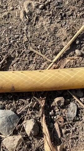 The video shows a line of ants moving across a yellow garden hose that lies on the ground. The ground is covered with dirt, small rocks, and dried plant material. A single dry straw lies diagonally across the upper right portion of the frame. The lighting suggests it is daytime.