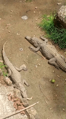 Two crocodiles spotted resting on dry ground