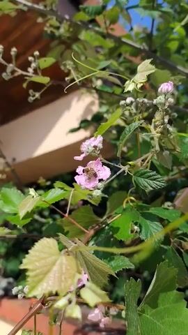 A bee is the central subject of this close-up video, initially resting on a cluster of light pink flowers. The flowers are surrounded by lush green leaves, some smaller and serrated, belonging to the flowering plant, and others larger and lobed, possibly from a grapevine, suggesting a garden or natural setting. After a moment, the bee takes flight, moving away from the flower. The background is softly blurred, revealing parts of a building, including what appears to be a terracotta-tiled roof edge and a light-colored wall. The scene is brightly lit, indicating a sunny daytime. The video is set in Spuž, Montenegro.